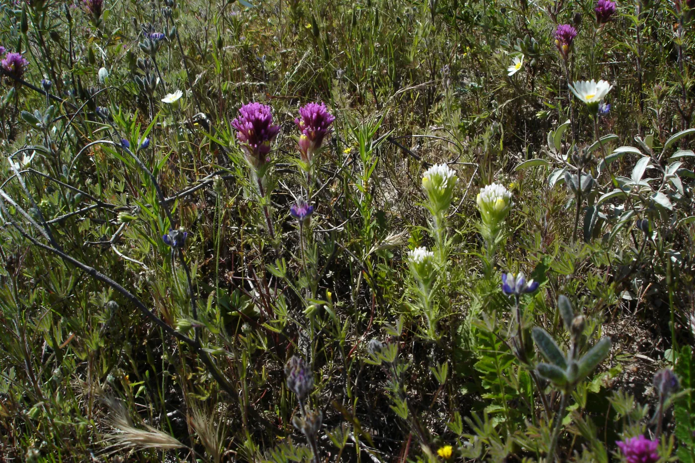 SBBG Staff field trip to Cebada Canyon
