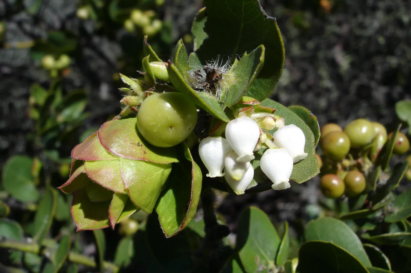 SBBG Staff field trip to Cebada Canyon (Manzanita)
