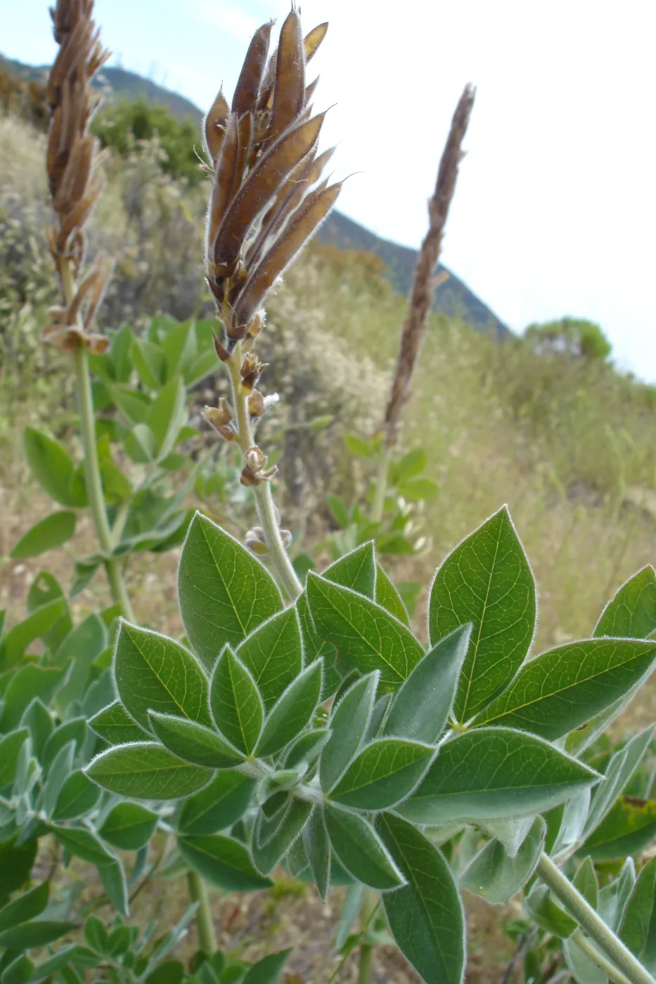 Thermopsis macrophylla, West Camino Cielo, SBBG Research 2005
