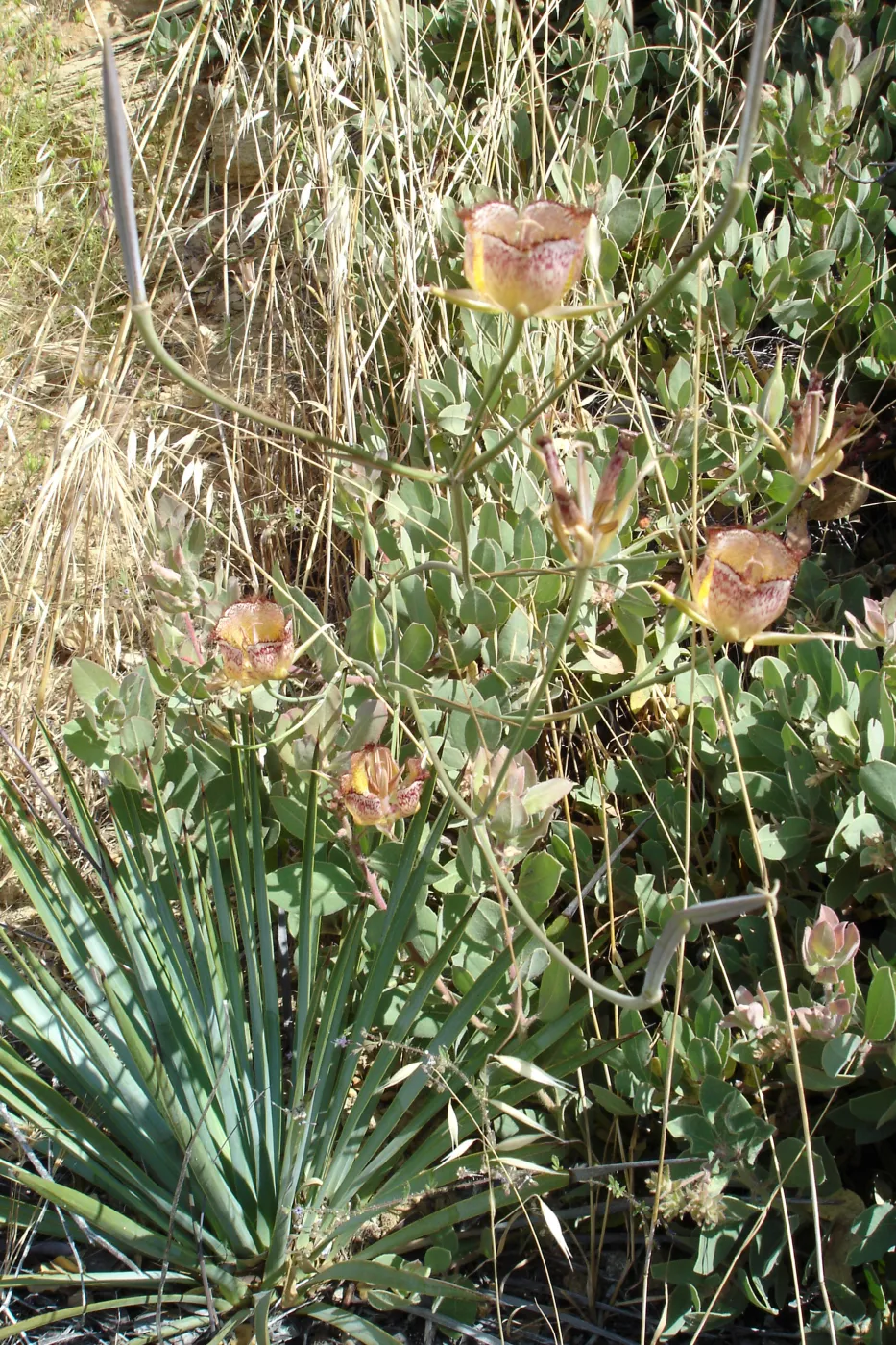 Calochortus in bloom, West Camino Cielo, SBBG Research 2005