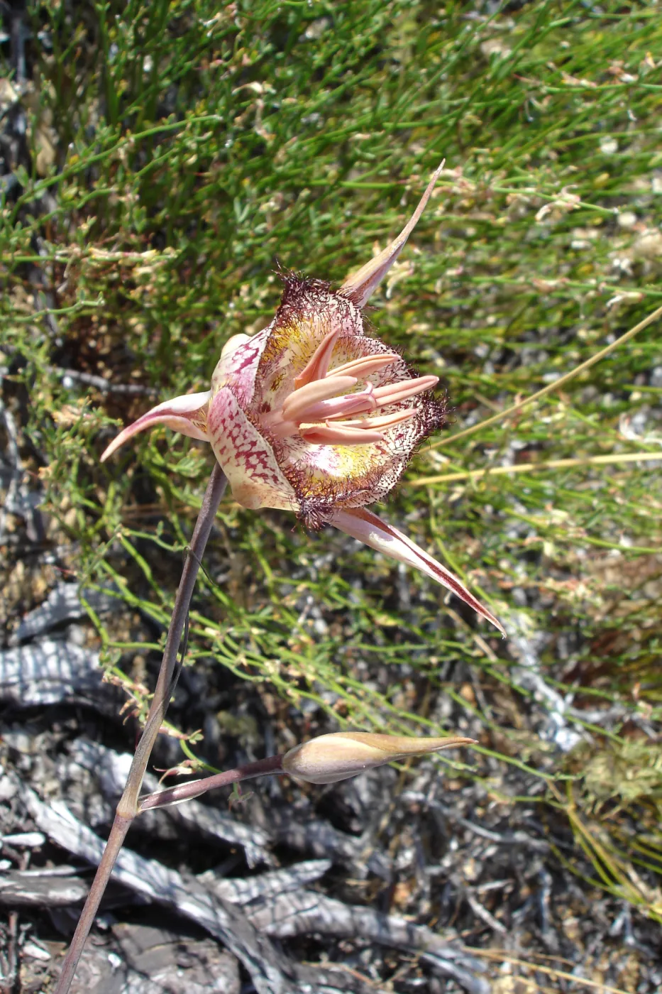 Calochortus in bloom, West Camino Cielo, SBBG Research 2005