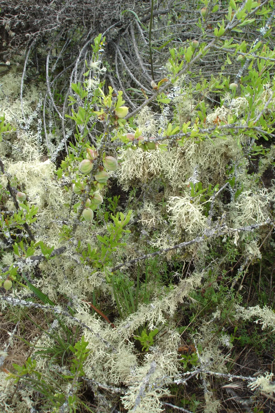 lichen in chaparral, La Purisima, SBBG Research 2006