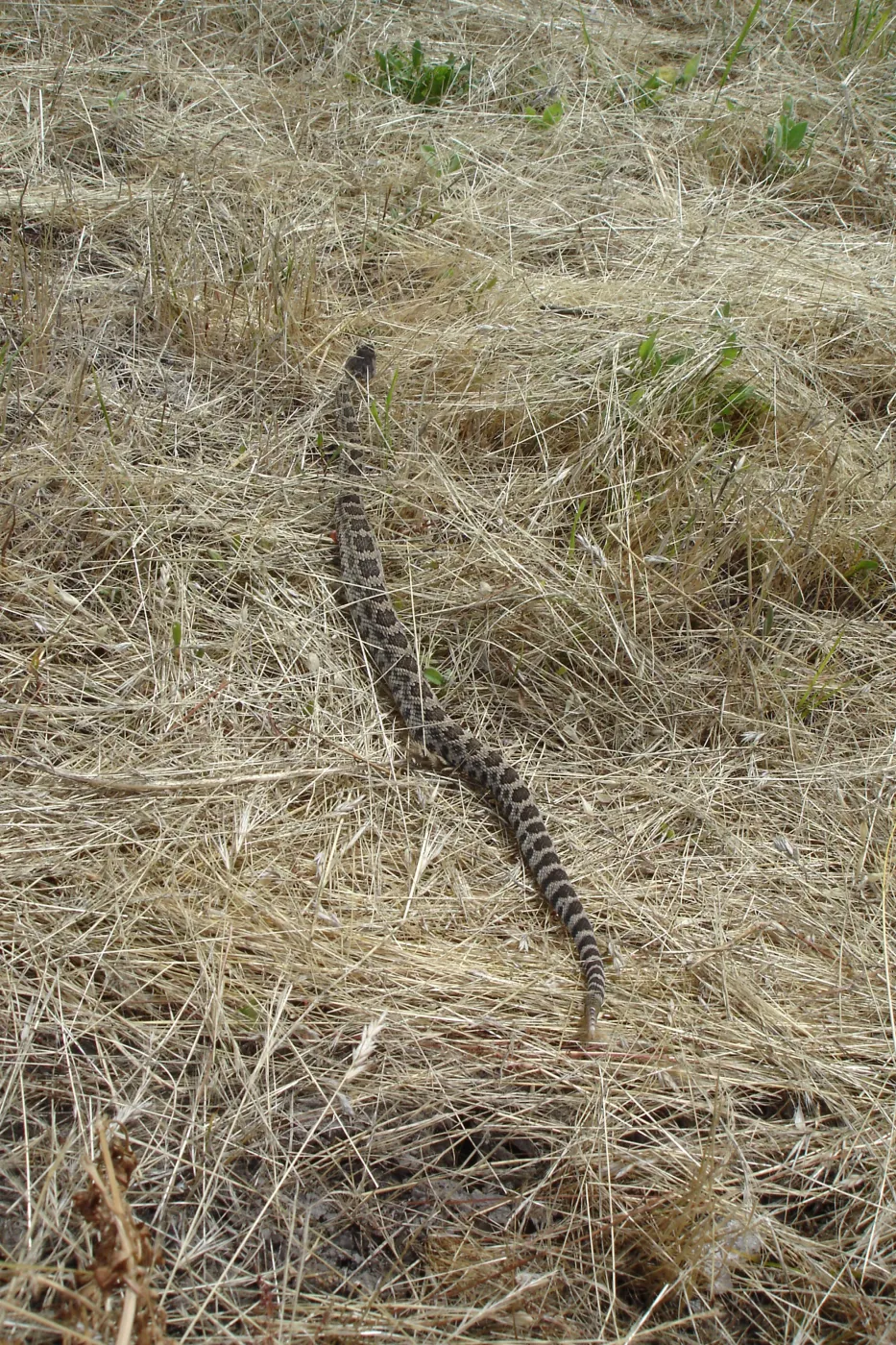 rattlesnake, La Purisima, SBBG Research 2006