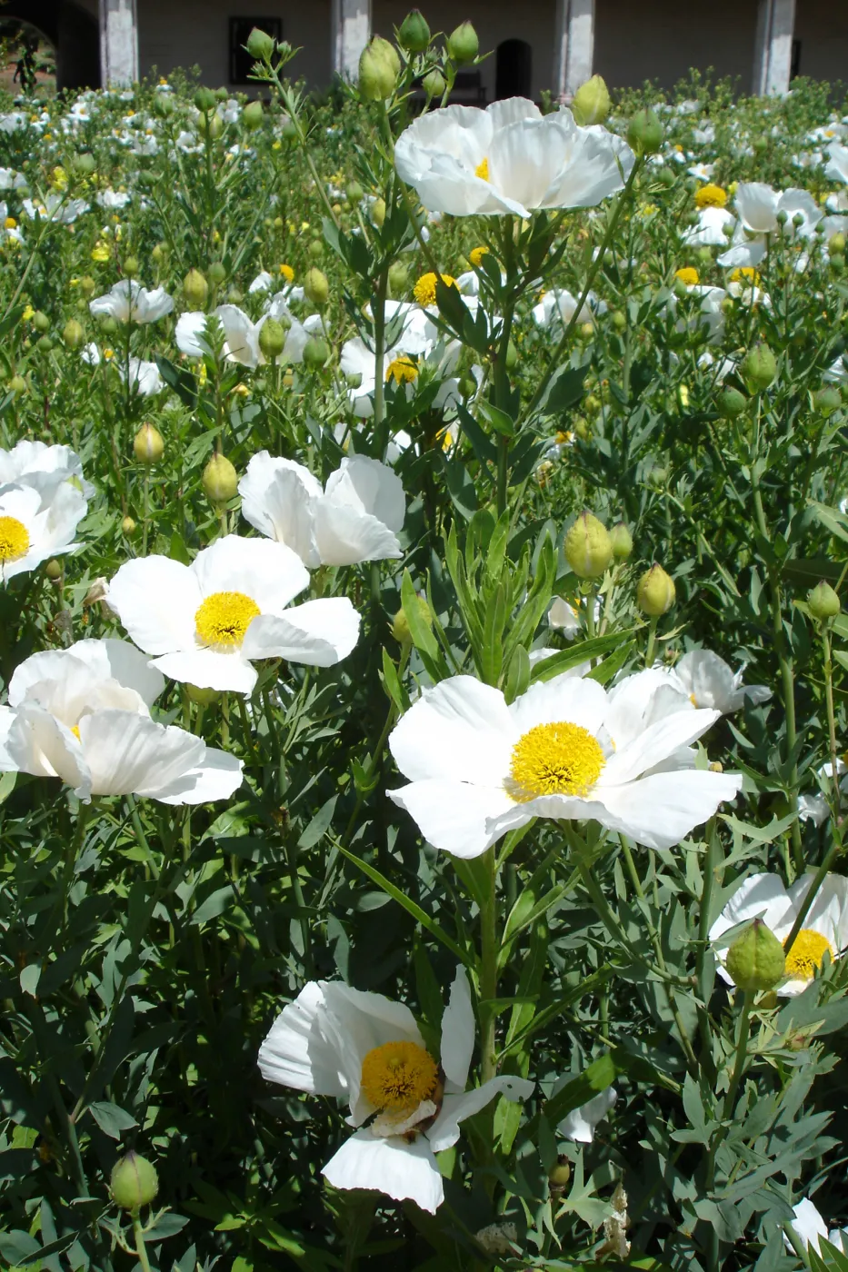 Matilija poppies, La Purisima Mission, SBBG Research 2006