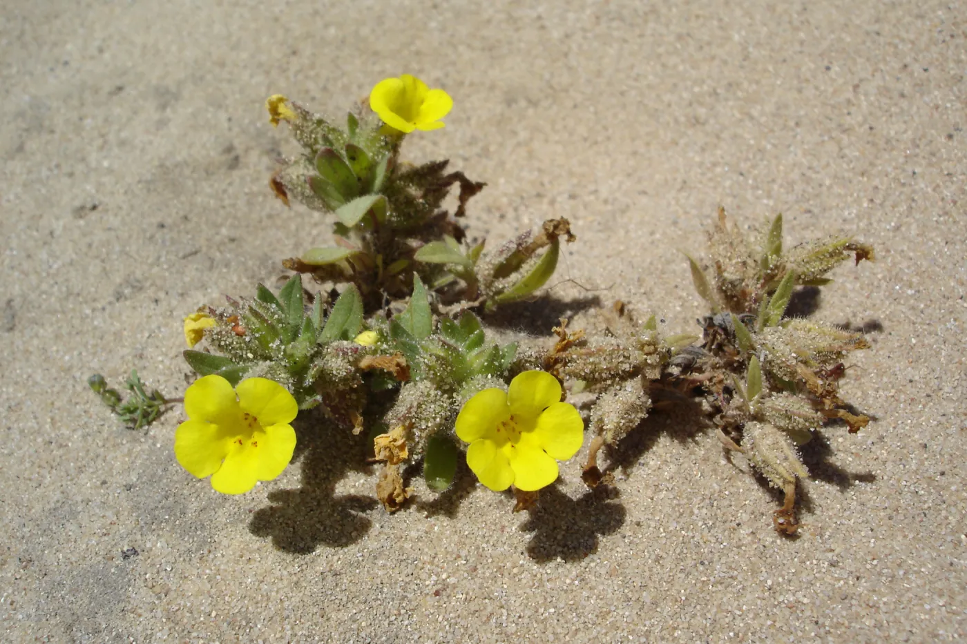 Mimulus fremontii var. vandenbergensis, La Purisima, SBBG Research 2006