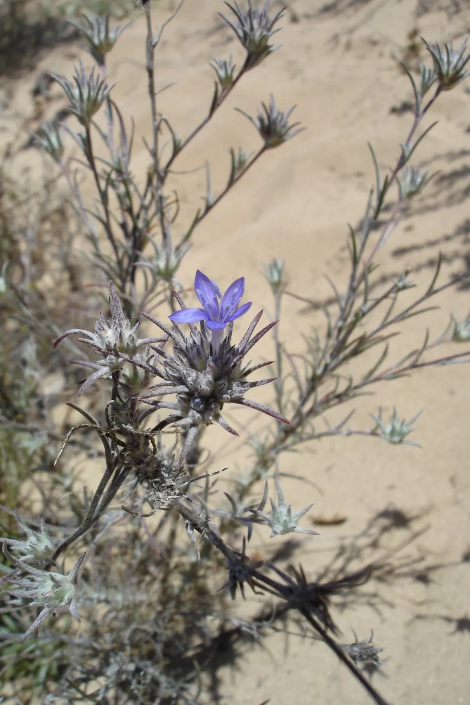 Eriastrum densifolium, La Purisima, SBBG Research 2006
