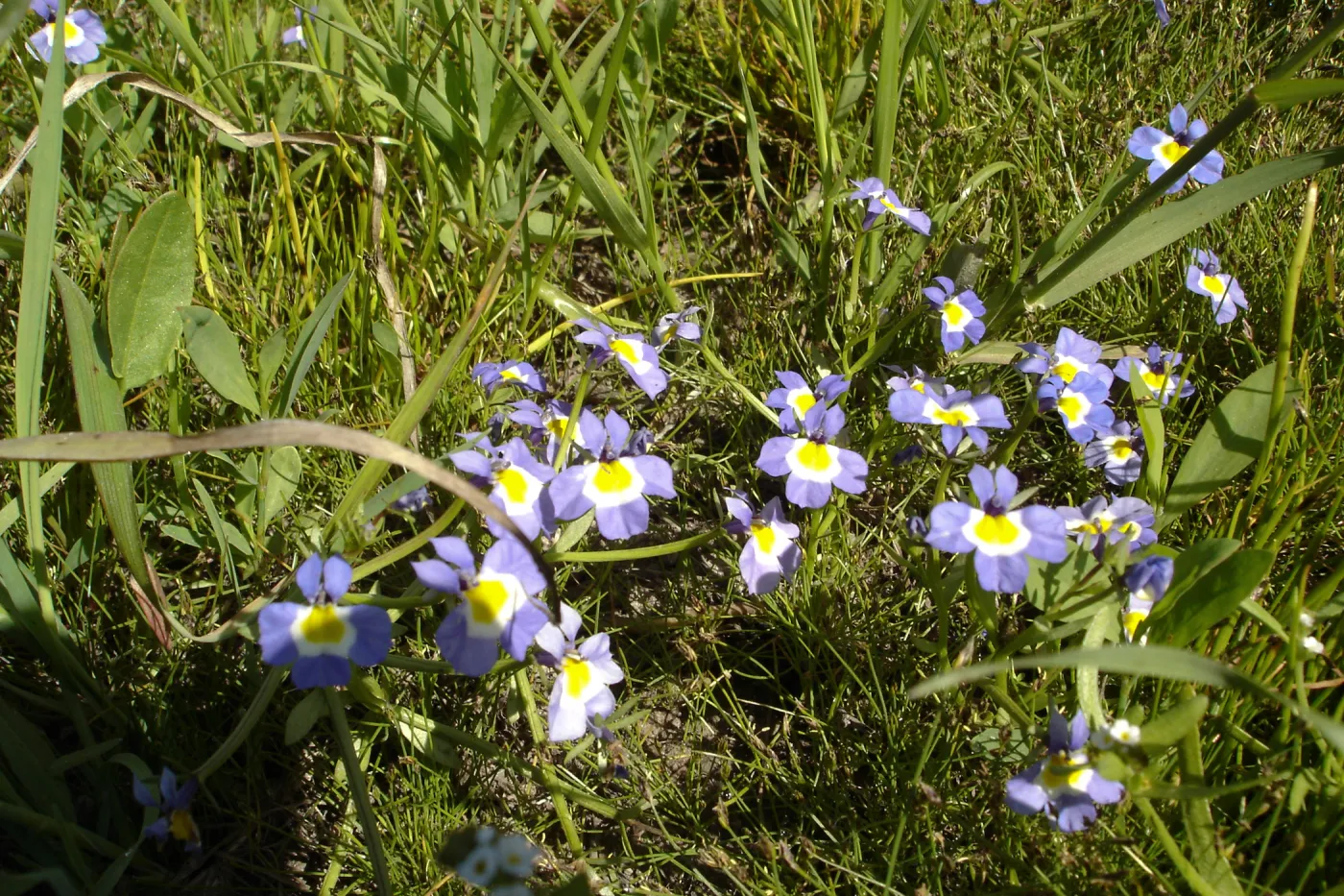 Downingia cuspidata, Burton Mesa, SBBG Research 2005