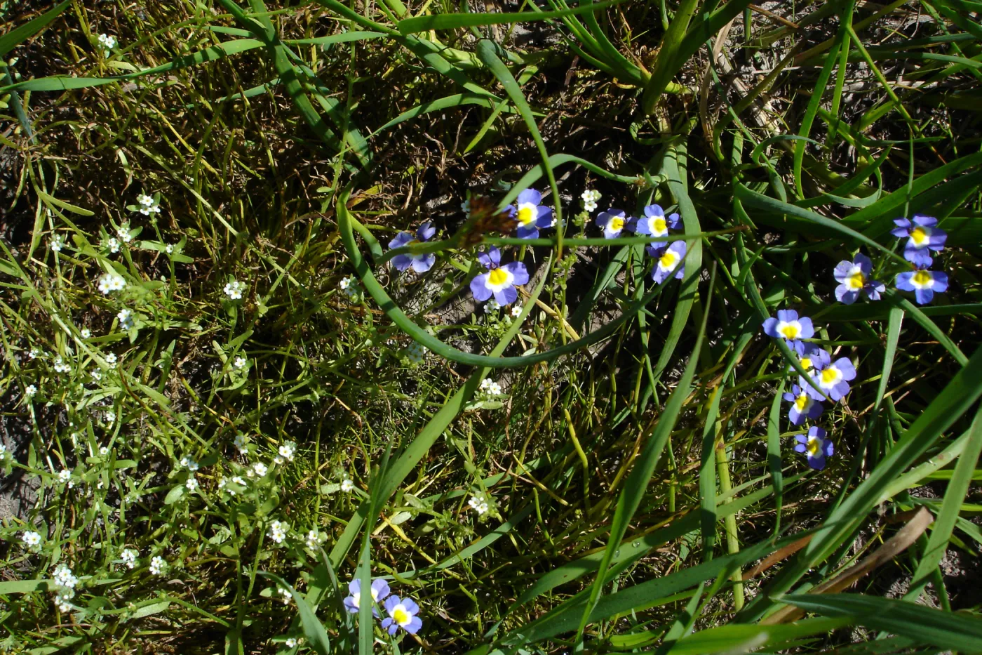 Downingia cuspidata, Burton Mesa, SBBG Research 2005
