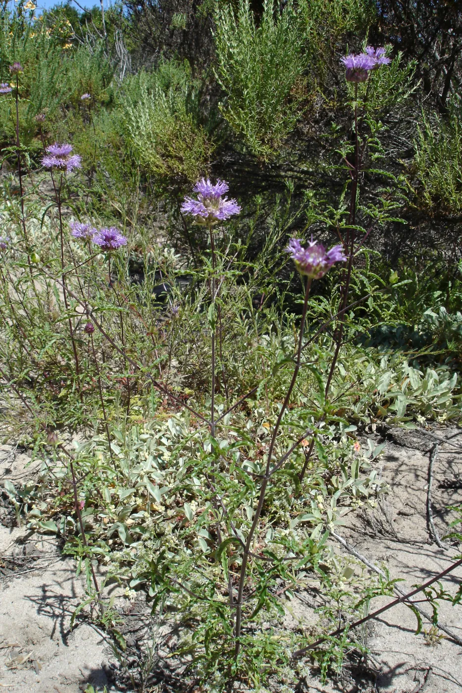 Salvia columbariae, (Chia)Burton Mesa, SBBG Research 2005