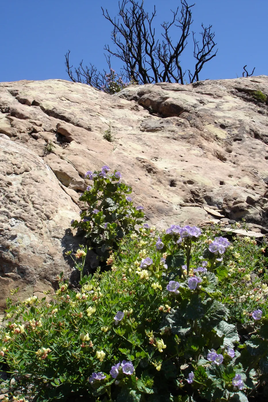 wildflowers, Gaviota burn site, SBBG staff field trip 2005