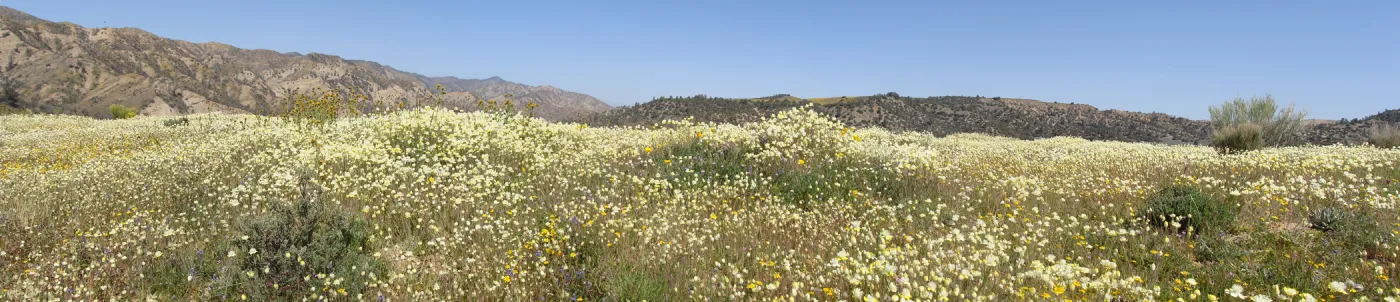 Central California Spring Wildflowers 2010, SBBG staff, Ozena Station