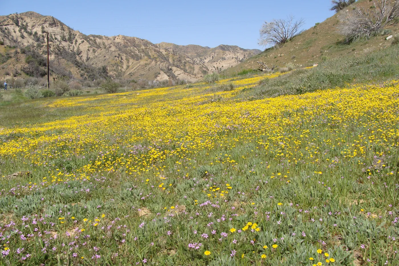 Central California Spring Wildflowers 2010, SBBG staff, Ozena Station