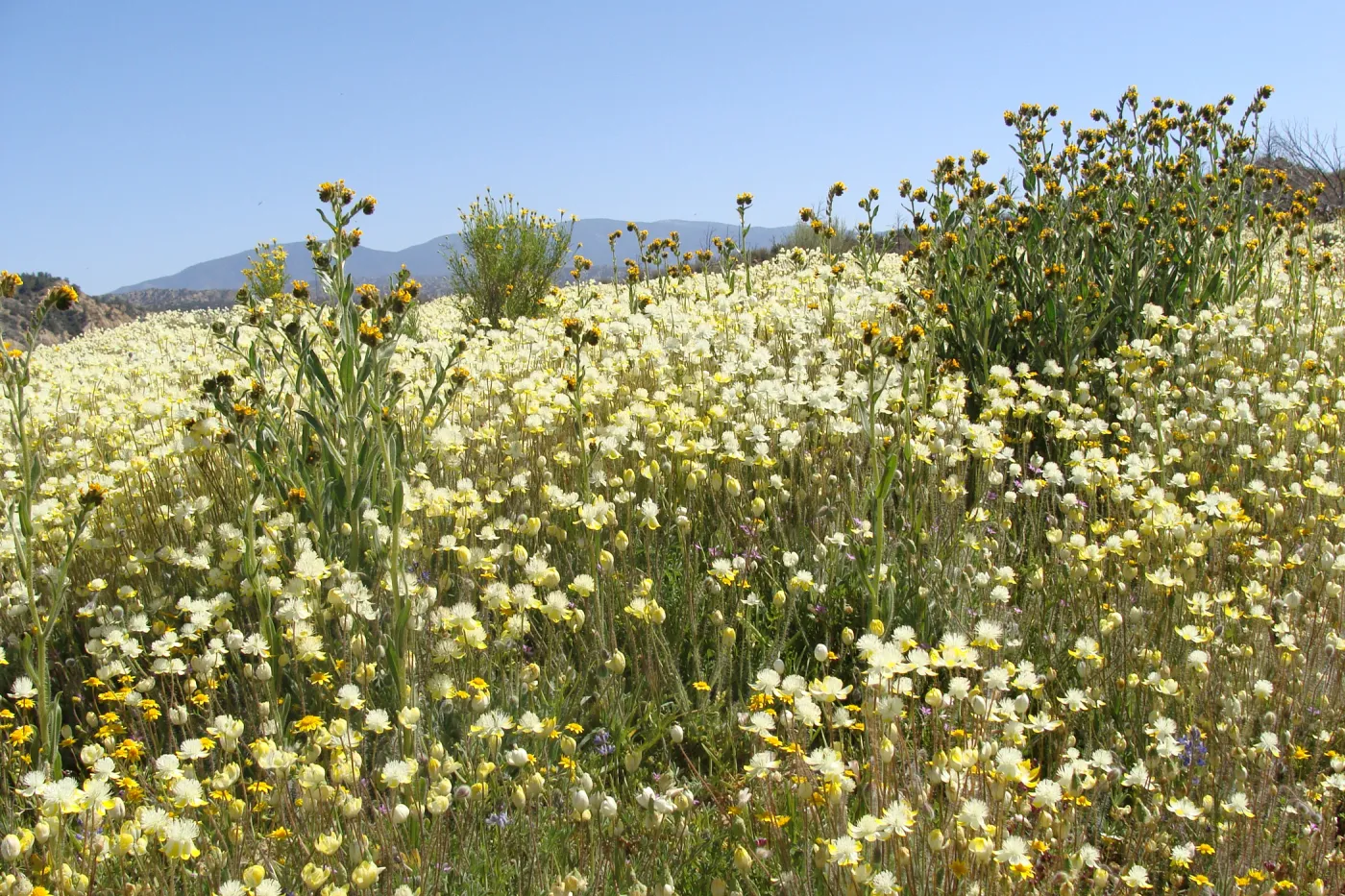 Central California Spring Wildflowers 2010, SBBG staff, Ozena Station