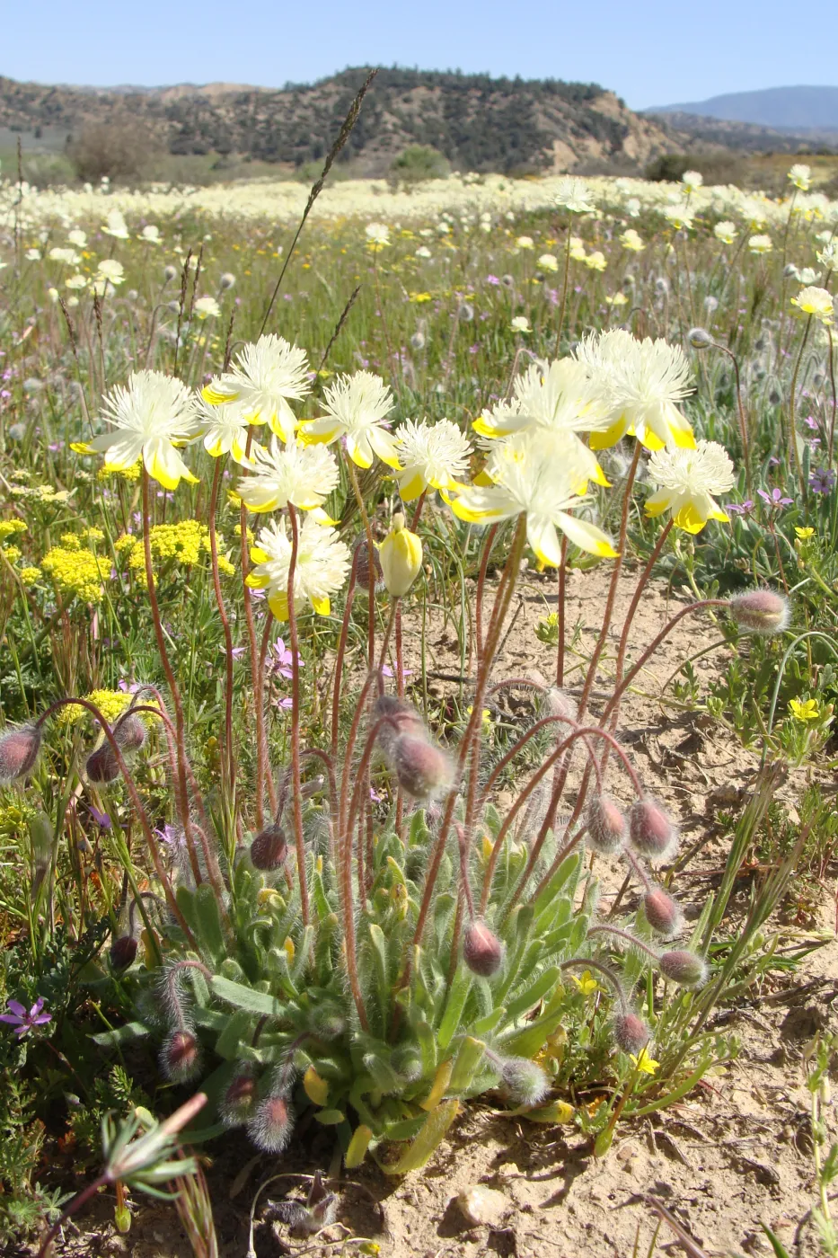 Central California Spring Wildflowers 2010, SBBG staff, Ozena Station