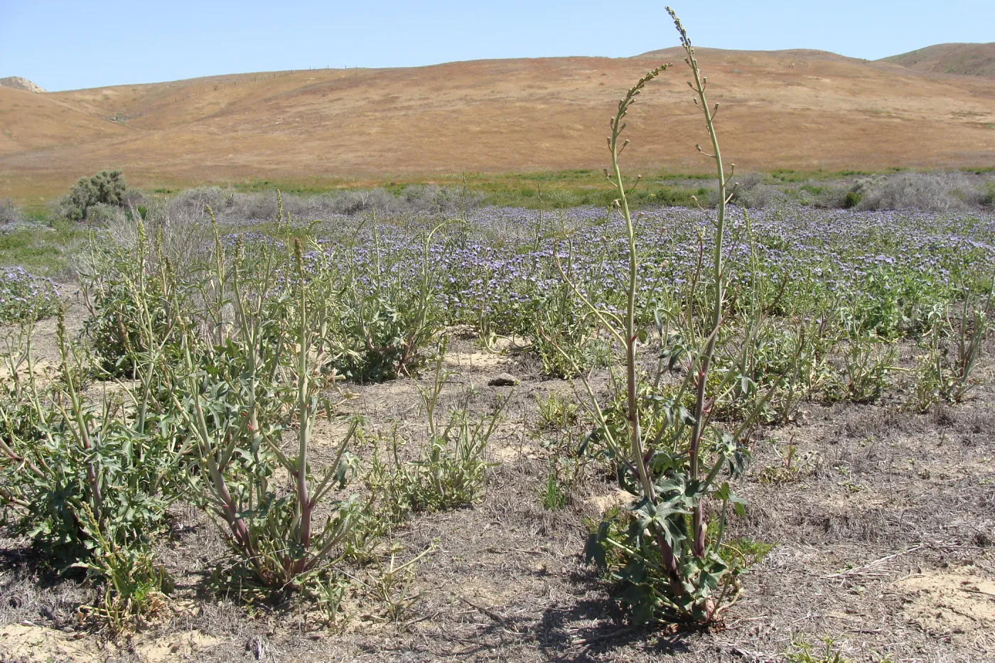 Central California Spring Wildflowers 2010, SBBG staff, Soda Lake Road, Carrizo