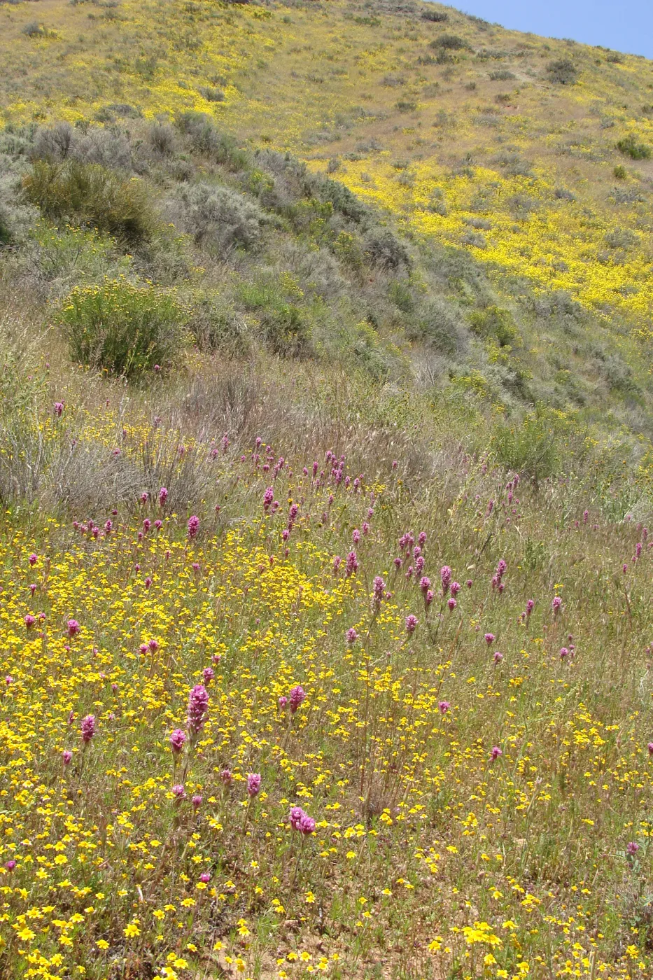 Central California Spring Wildflowers 2010, SBBG staff, Road to Padrone Canyon, Carrizo