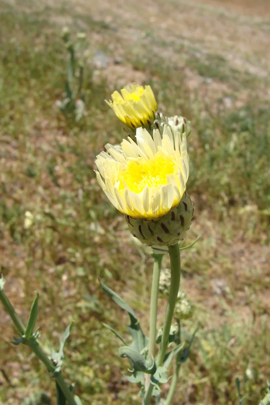 Central California Spring Wildflowers 2010, SBBG staff, Road to Padrone Canyon, Carrizo