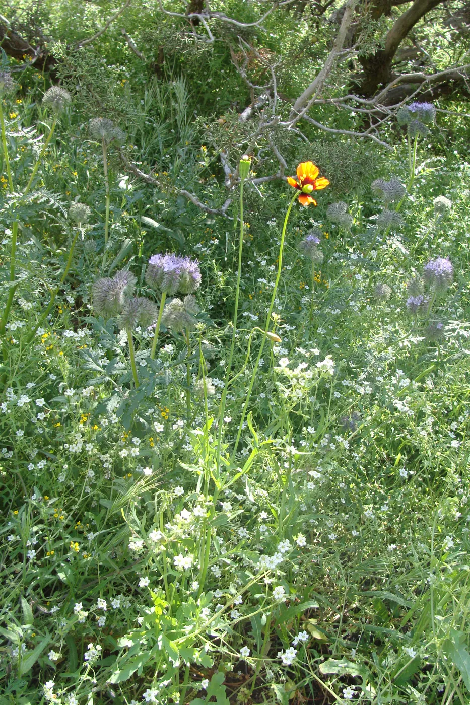 Central California Spring Wildflowers 2010, SBBG staff, Road to Padrone Canyon, Carrizo