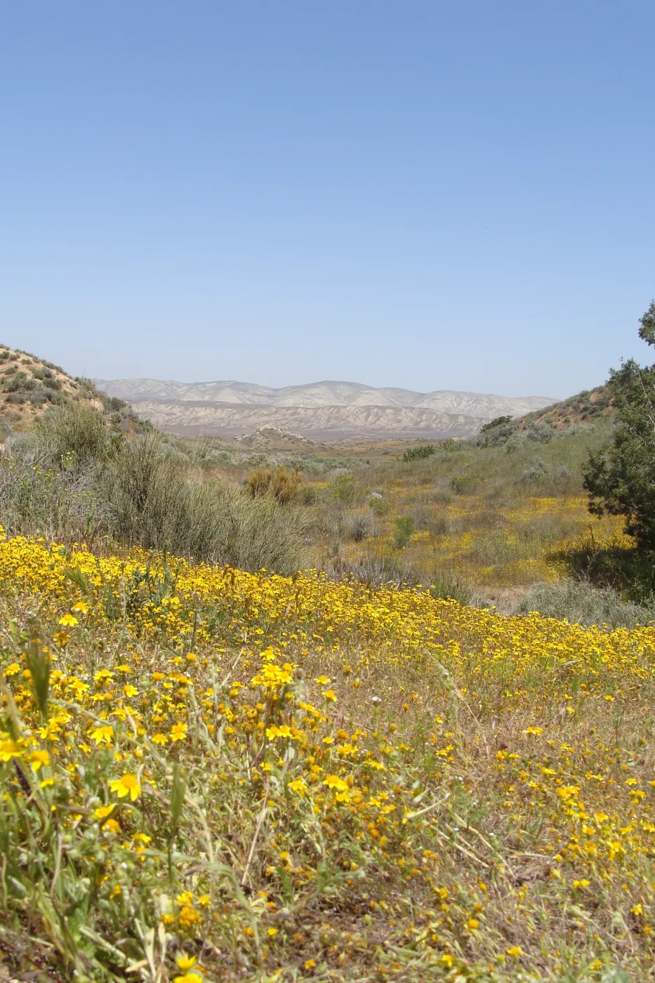 Central California Spring Wildflowers 2010, SBBG staff, Road to Padrone Canyon, Carrizo