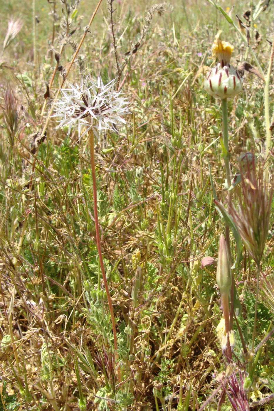 Central California Spring Wildflowers 2010, SBBG staff, Road to Padrone Canyon, Carrizo