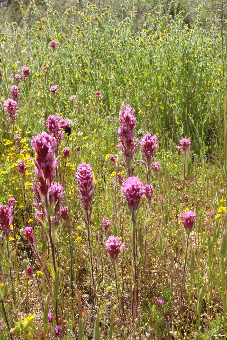 Central California Spring Wildflowers 2010, SBBG staff, Road to Padrone Canyon, Carrizo