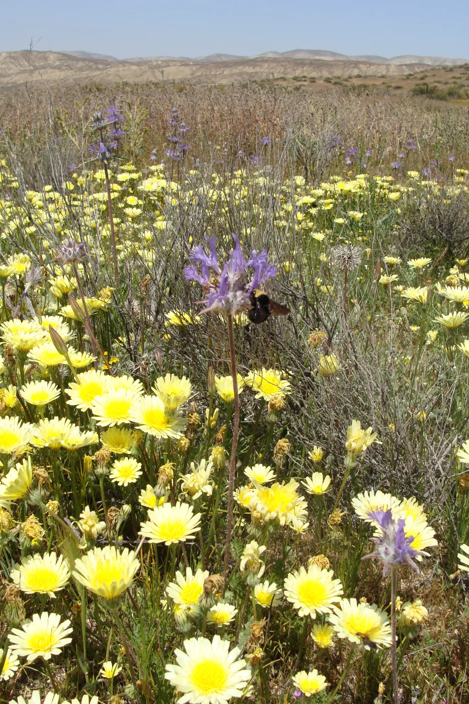 Central California Spring Wildflowers 2010, SBBG staff, Road to Padrone Canyon, Carrizo