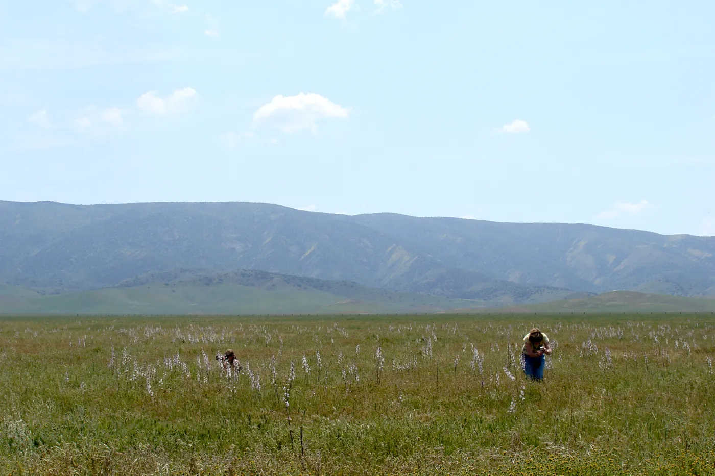 Soda Lake Road, Carrizo, Central California Spring Wildflowers 2010, SBBG staff