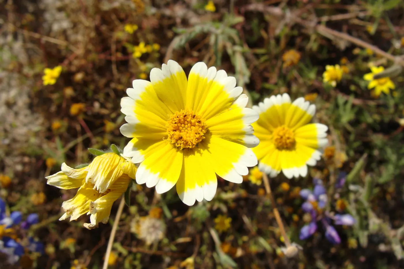 Central California Spring Wildflowers 2010, SBBG staff, Shell Canyon, near intersection with Highway 58