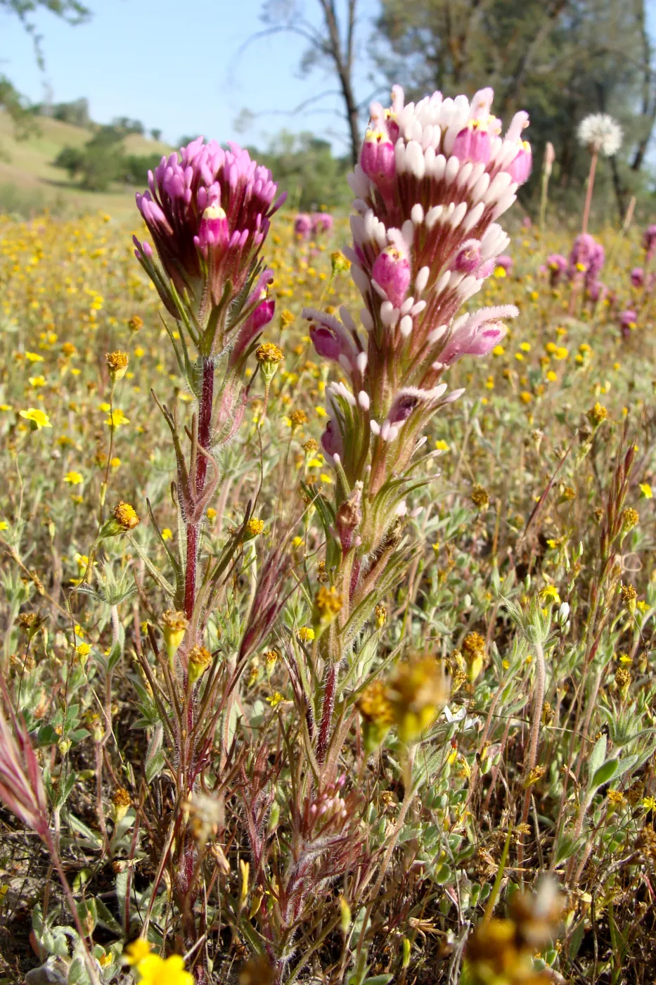 Central California Spring Wildflowers 2010, SBBG staff, Shell Canyon, near intersection with Highway 58