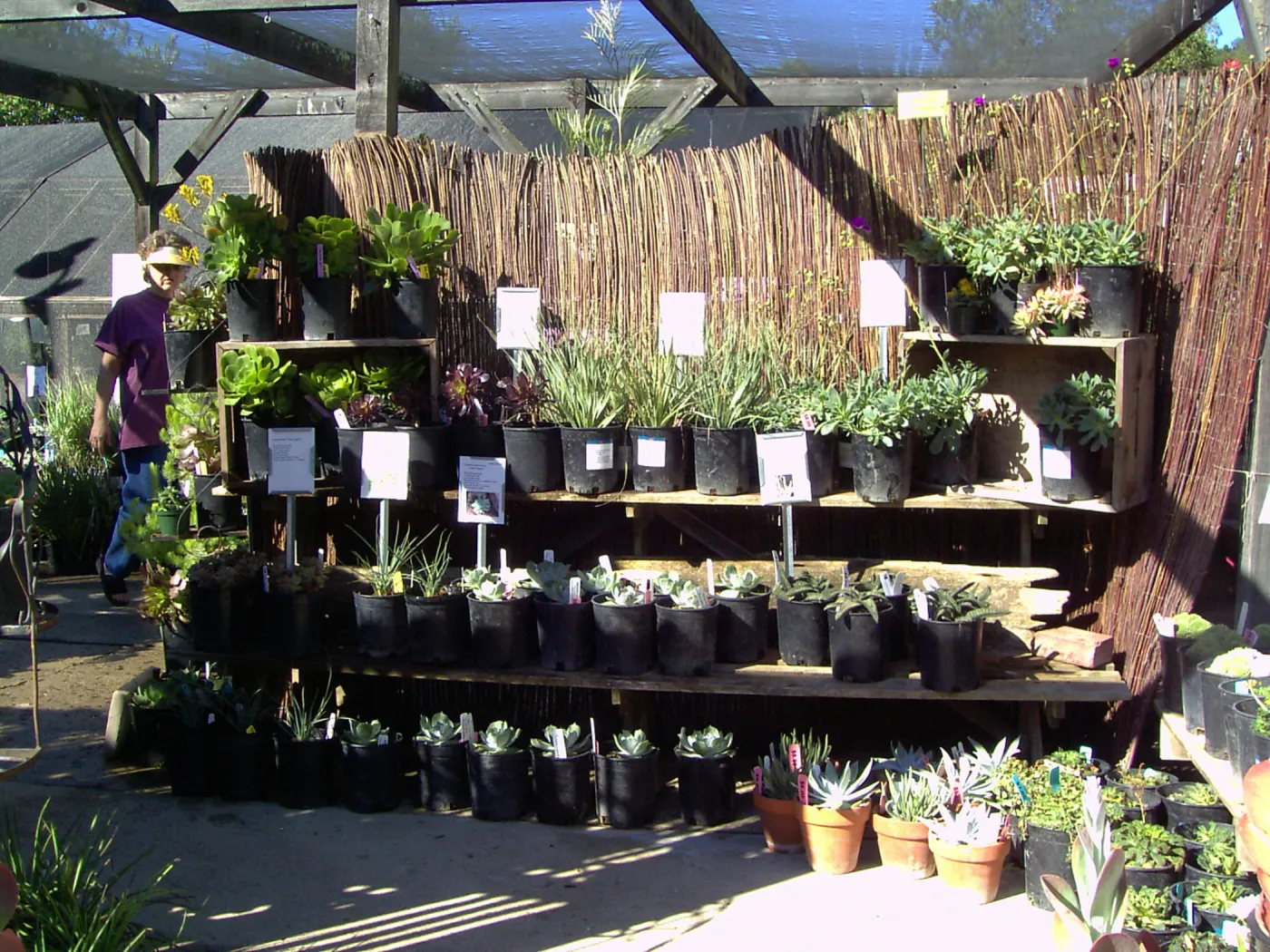 succulents display, Fall Plant Sale, 2005
