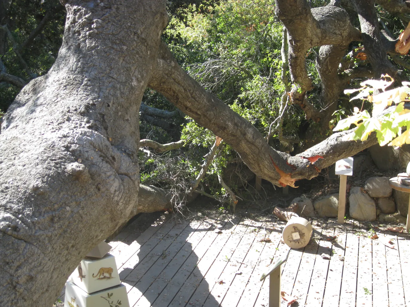 Fallen oak (Coastal Live Oak) tree in the Discovery Garden
