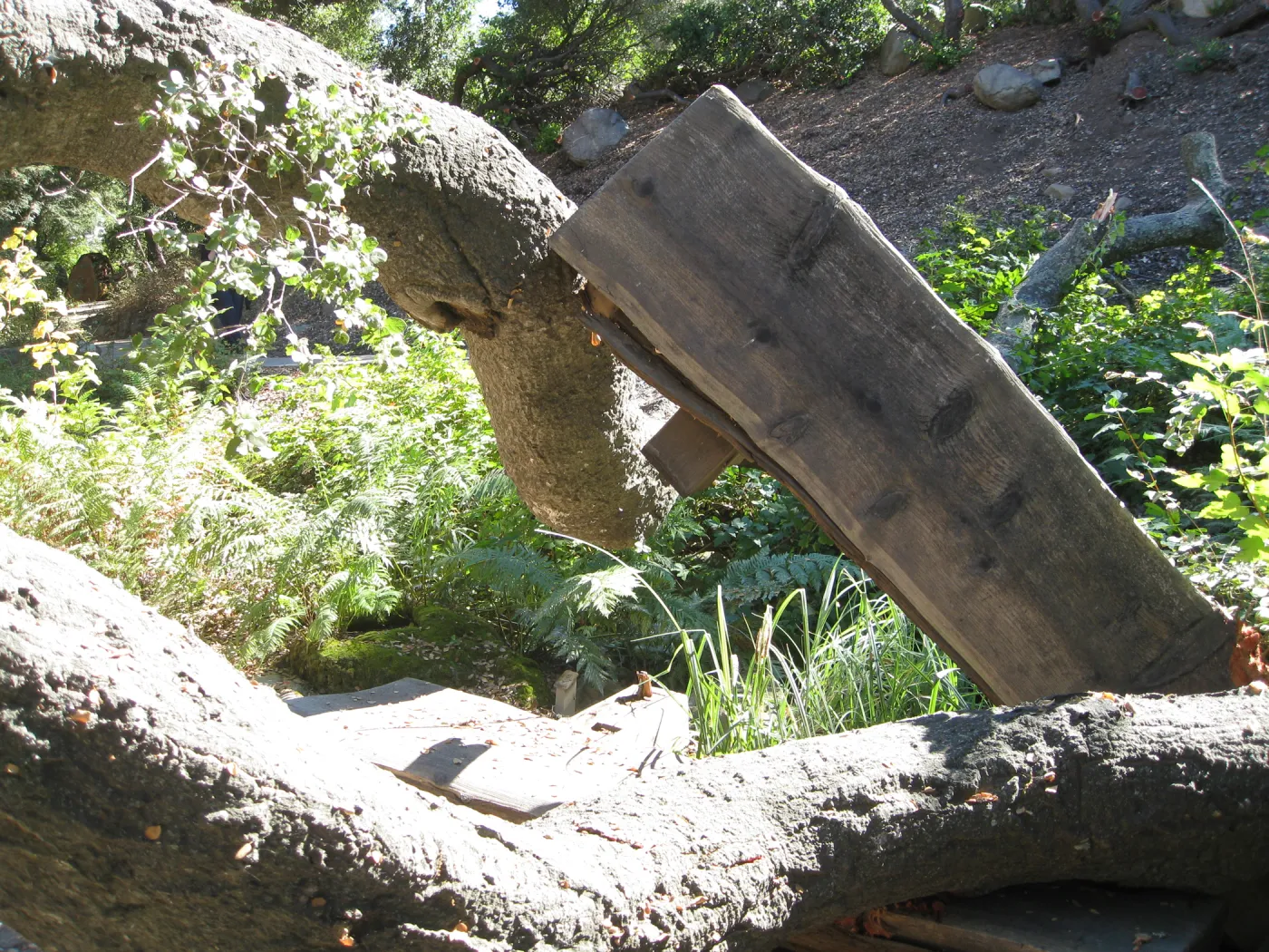 Fallen oak (Coastal Live Oak) tree in the Discovery Garden