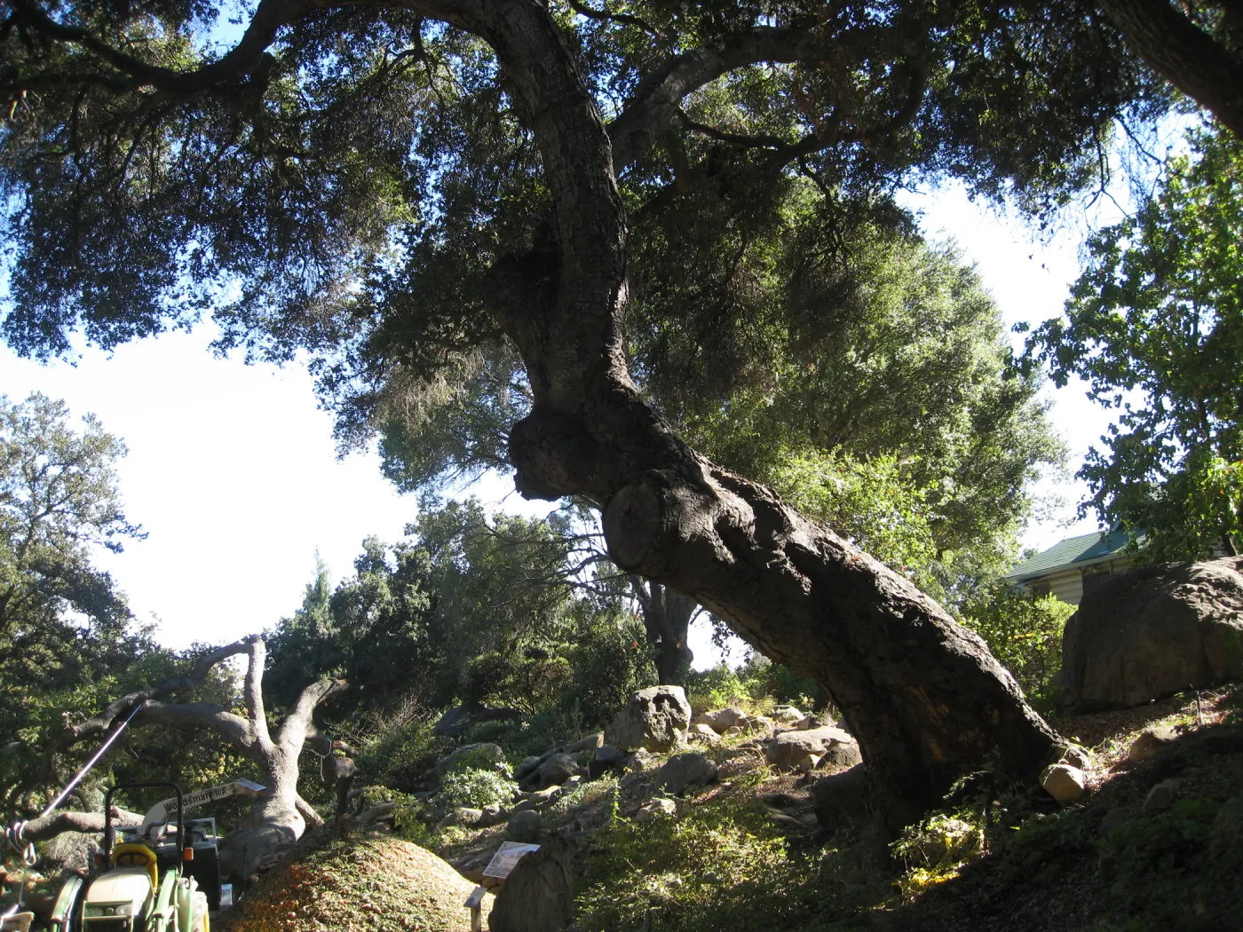 Arroyo oak (Coastal Live Oak) removed as precaution after toppling of adjacent oak