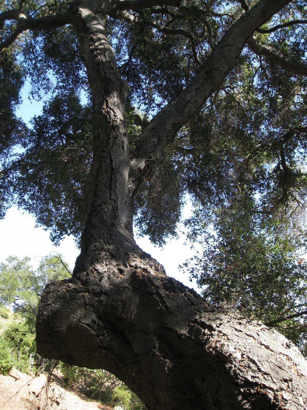 Arroyo oak (Coastal Live Oak) removed as precaution after toppling of adjacent oak