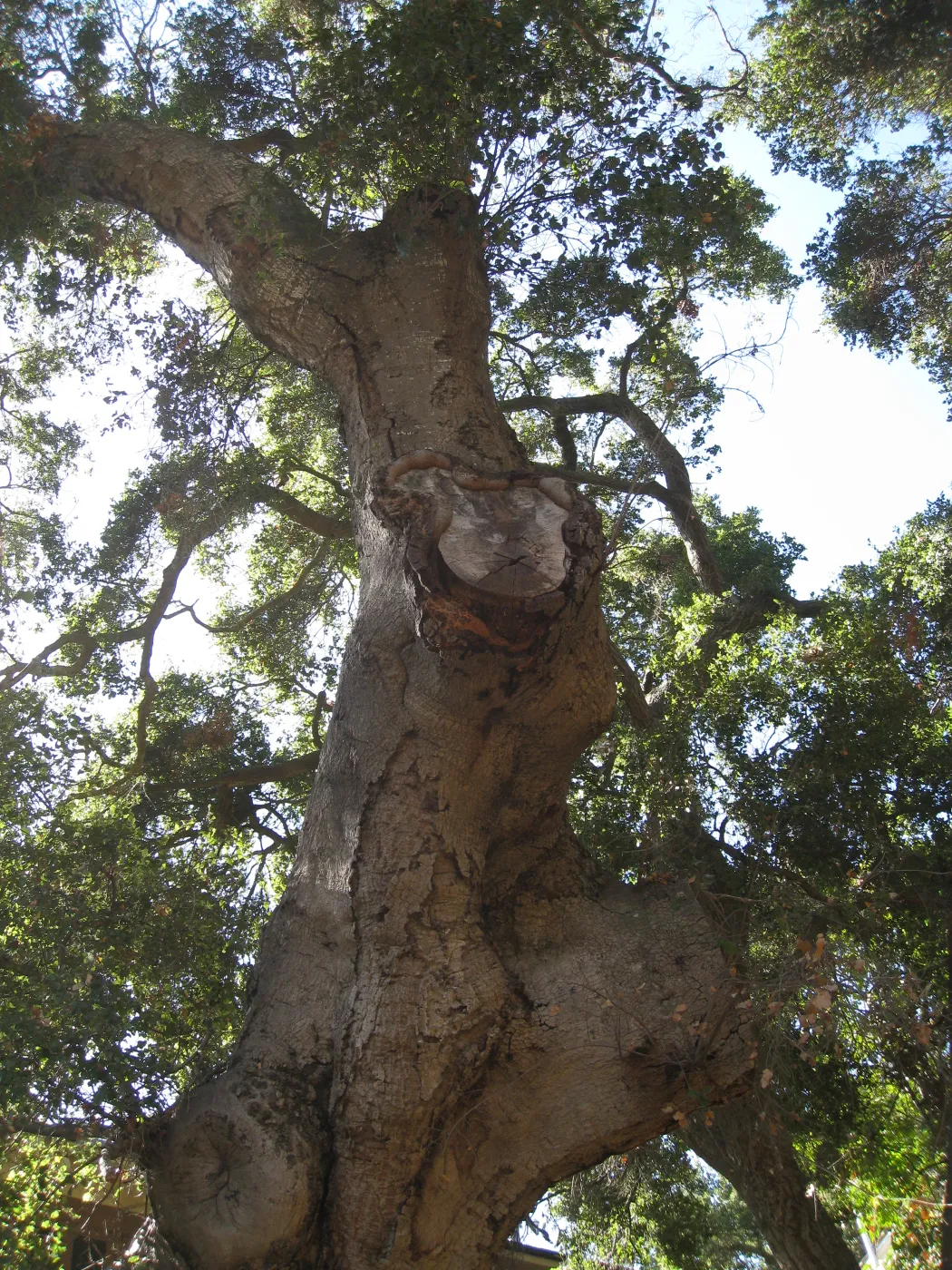 Arroyo oak (Coastal Live Oak) removed as precaution after toppling of adjacent oak