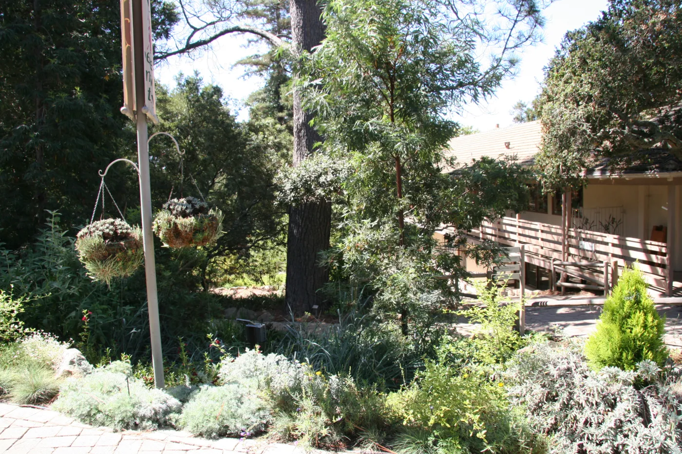 Entrance Display, hanging succulent baskets