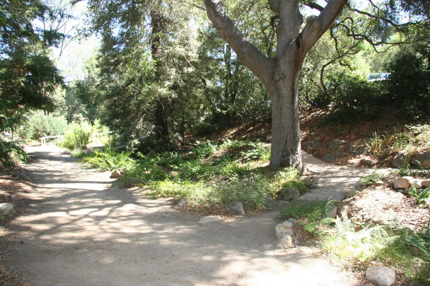 Arroyo Section, oak trees along the Arroyo Trail in the Discovery Garde