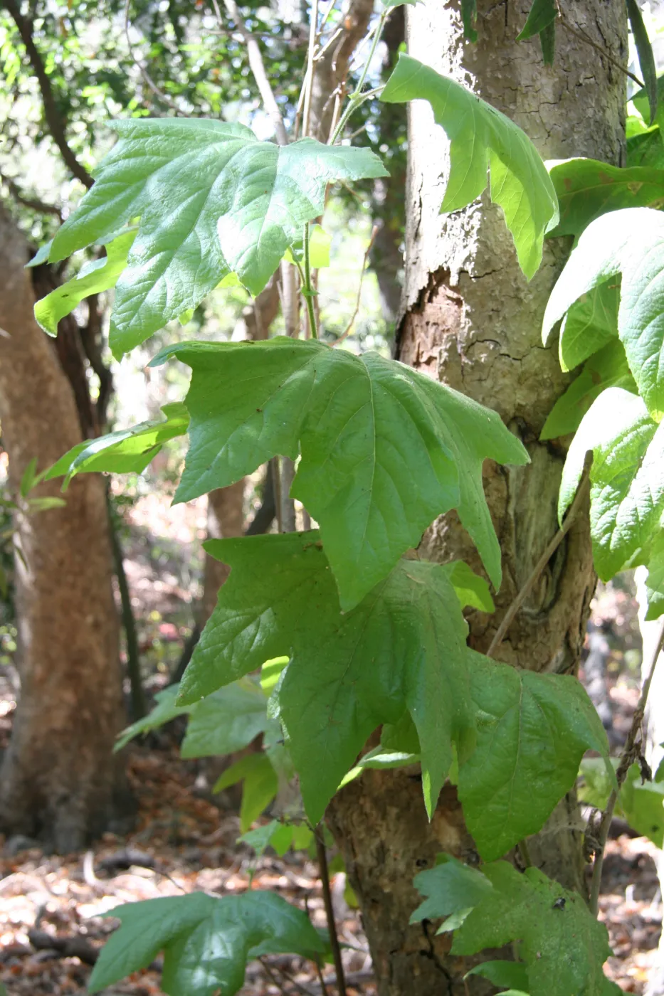 young sycamore leaves