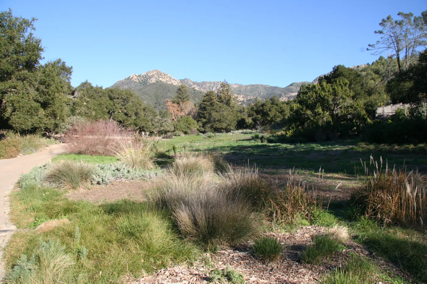 Meadow view to the mountains