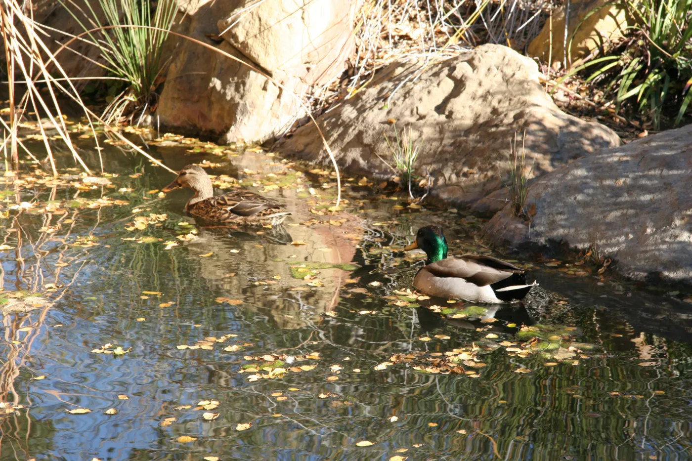 pair of mallard ducks in the pond