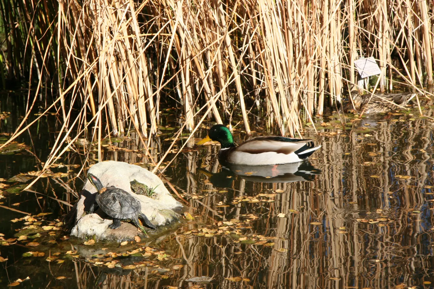 mallard duck and turtle in the pond