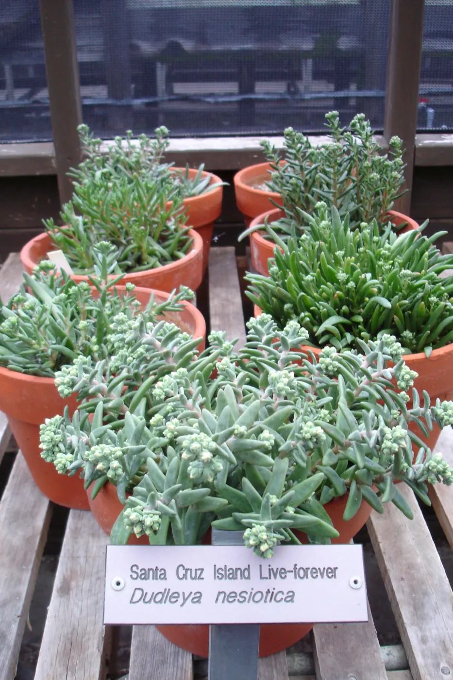 clay pots with Dudleya nesiotica, CPC plant, growing in the SBBG Conservation greenhouse
