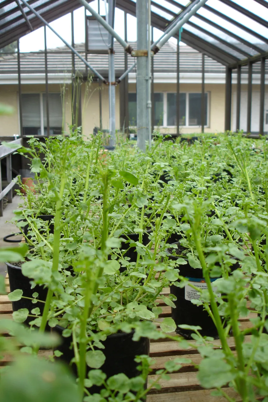 pots of Gambel's watercress, CPC plant, growing in the SBBG Conservation greenhouse