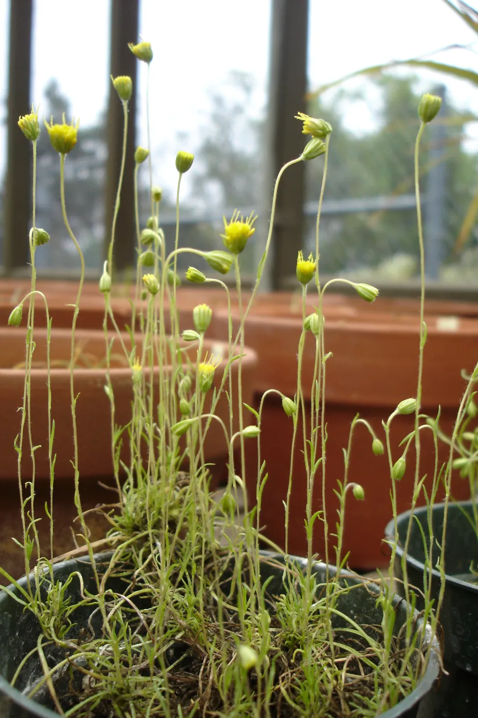 Pentachaeta exilis subsp. aeolica, CPC plant, growing at the SBBG Conservation greenhouse