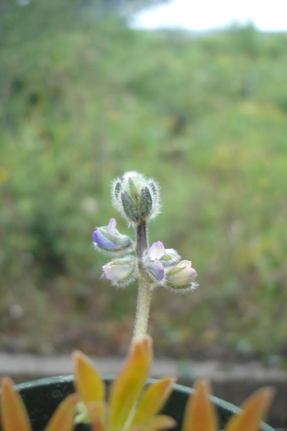 Lupinus nipomensis, CPC plant, growing in the SBBG Conservation greenhouse
