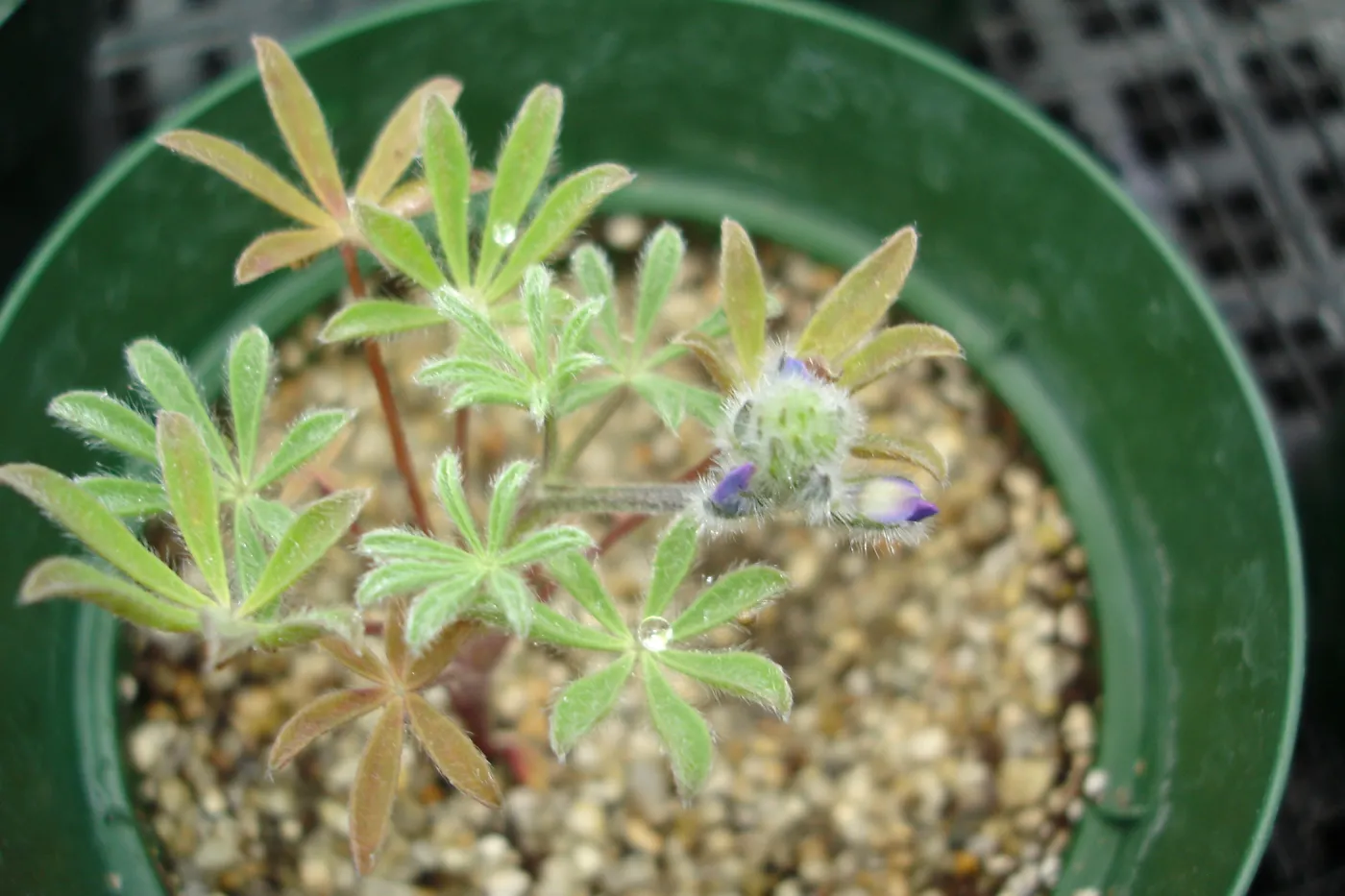Lupinus nipomensis, CPC plant, growing in the SBBG Conservation greenhouse