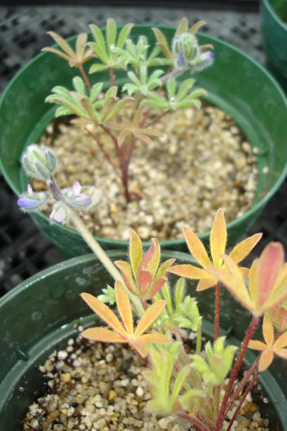 Lupinus nipomensis, CPC plant, growing in the SBBG Conservation greenhouse