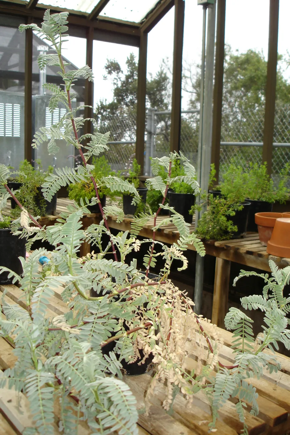 Ventura marsh milkvetch, CPC plant, growing in the SBBG Conservation greenhouse