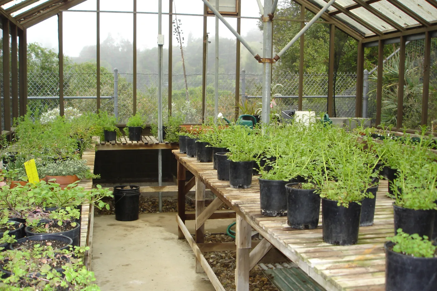 SBBG Conservation greenhouse, Myrick lath house