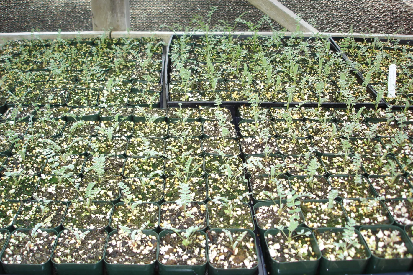 Ventura marsh milkvetch seedlings, CPC plant, growing in the SBBG Conservation greenhouse